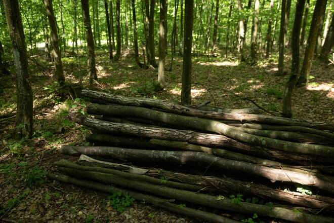 Piles of wood are pictured in the forest near Adamowo