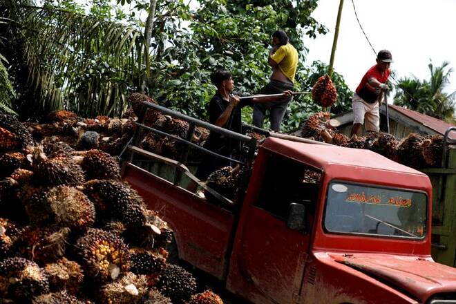 Palm oil plantation in Riau province as Indonesia has announced the ban on palm oil exports effective this week