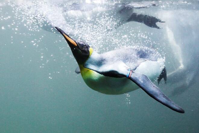 King penguin swims in pool at zoo in Zurich