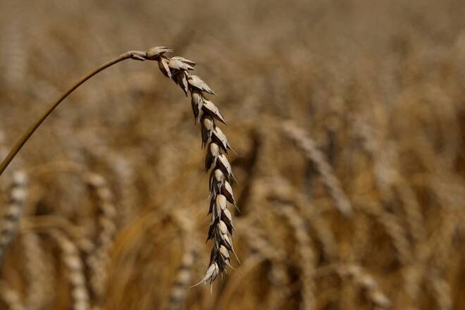 Ear of wheat is seen in a field in the village of Zhurivka