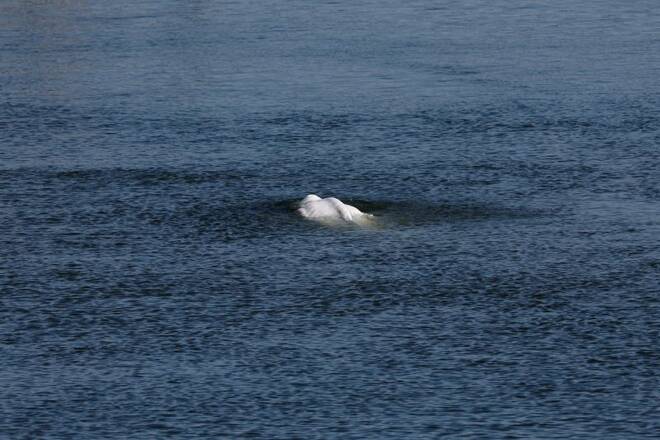 Beluga whale strayed into France's Seine river