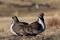 U.S. Bureau of Land Management photo of a pair of sage grouse