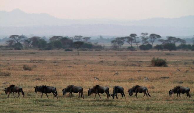 Wildbeest graze in Serengeti National Park