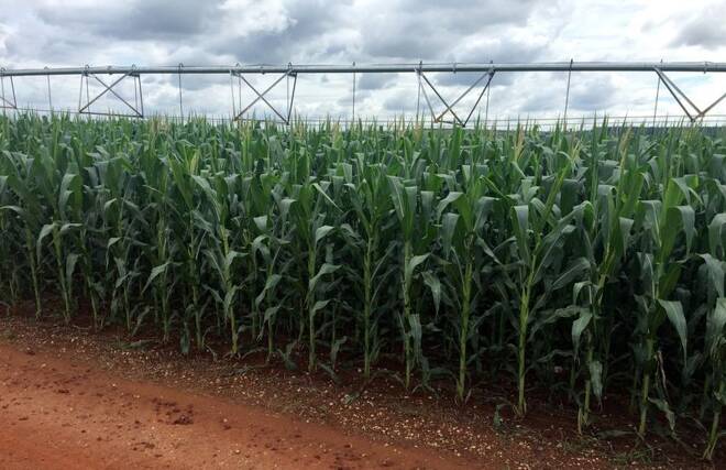 A corn crop is seen at Cercado Grande farm in Brazil