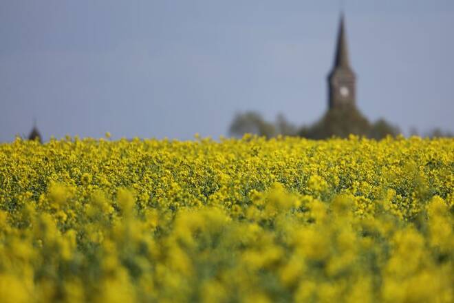 A yellow rapeseed field is seen in Sailly-lez-Cambrai