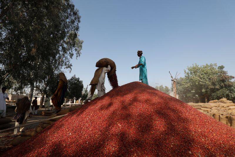 The Wider Image: Pakistani farmers fight a losing battle to save chili crop