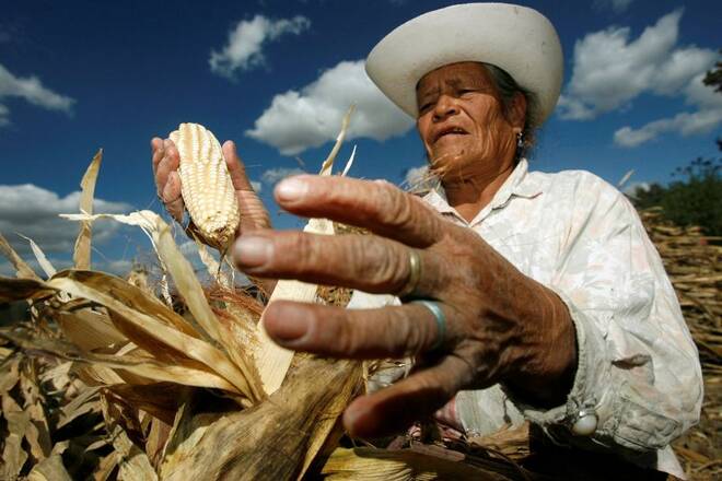 Torres, 66, harvests corn near the village of San Nicholas de los Ranchos