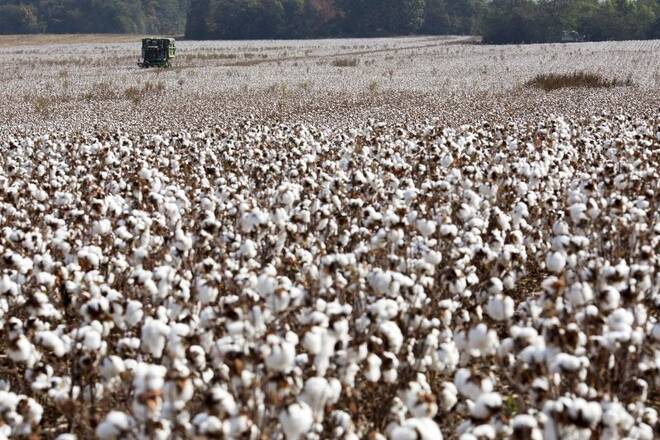 Cotton is picked on Lawrence Smith's farm in Florence