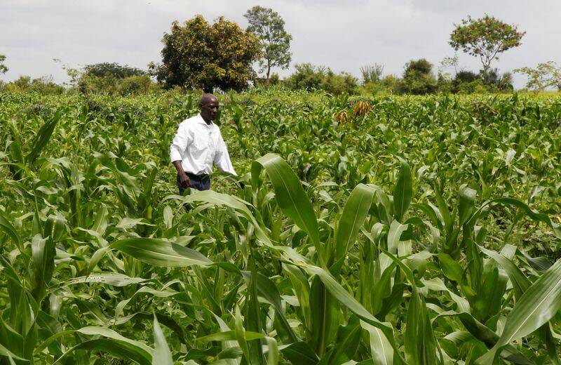 Samuel Wathome 65, a small-scale farmer inspects his crop at his maize farm where he plants indigenous seeds at Kyeleni village of Machakos
