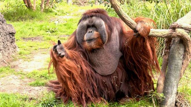 North America's oldest male orangutan passes away at 45