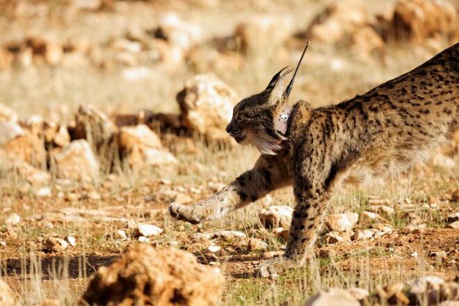 A female Iberian lynx, a feline in danger of extinction, named Ilexa is released in Arana mountain range, southern Spain
