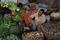A vendor sells vegetables at a stall, in Peshawar