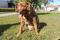 The dog, Bobi, that broke the record for oldest dog ever at 30 years-old, is pictured at Conqueiros, in Leiria