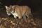A remote camera photo of the Griffith Park mountain lion known as P-22