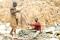 Artisanal miners work at a cobalt mine-pit in Tulwizembe, Katanga province, Democratic Republic of Congo