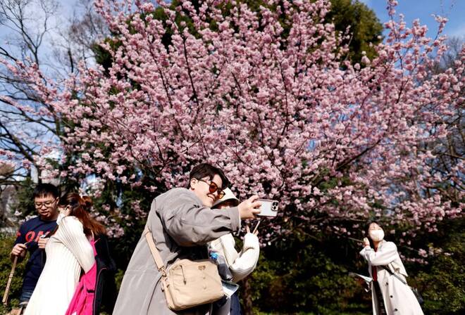 Visitors take selfie photos as they look at early-flowering cherry blossoms in full bloom at a park in Tokyo