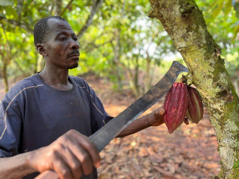 In Africa's cocoa fields a plan to pay farmers a fair wage withers