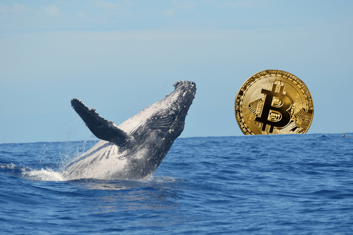 Whale Doubles Down On Large 40X Bitcoin Quick Forward Of FOMC Assembly