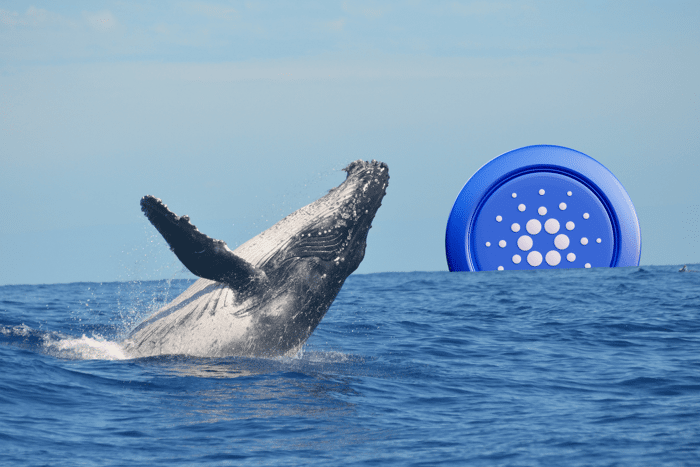 Cardano Whales Accumulate 50M ADA in Just Two Days — Another Rally Cooking?