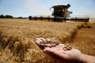 FILE PHOTO: A French farmer displays two ears of wheat as he harvests his field in Rumilly