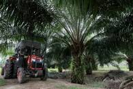 A mini tractor grabber collects palm oil fruits