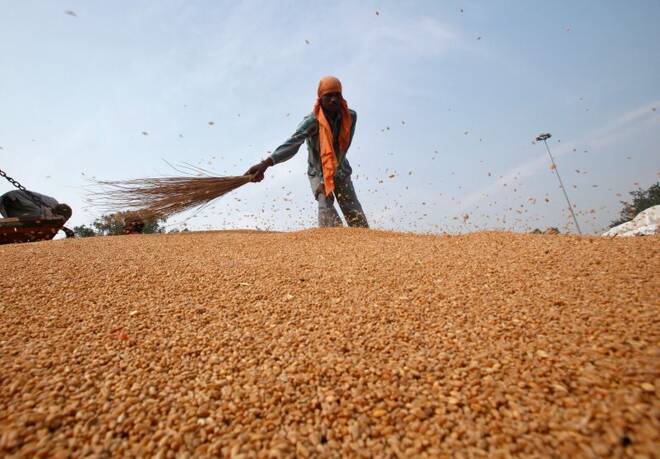 Trabalhador remove poeira de safra de trigo, no norte da Índia.