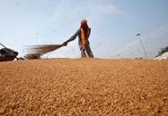 Trabalhador remove poeira de safra de trigo, no norte da Índia.