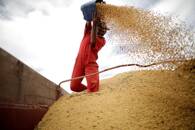 Trabalhador inspeciona grãos de soja em fazenda de Campos Lindos, TO