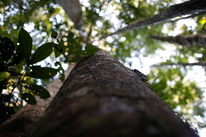 Árvore na floresta amazônica