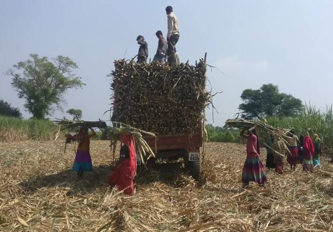 Trabalhadores colhem cana na Índia