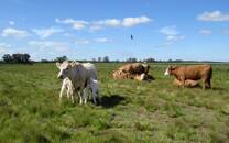 Vacas no pasto perto de La Pampa, na Argentina