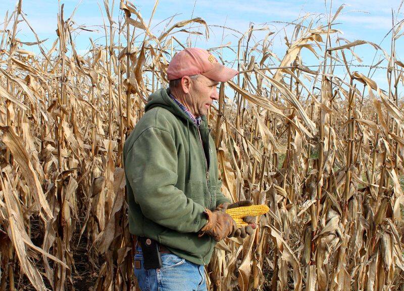 Agricultor checa lavoura de milho em Eldon, Iowa (EUA)