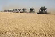 Colheita de trigo na região de Stavropol, Rússia