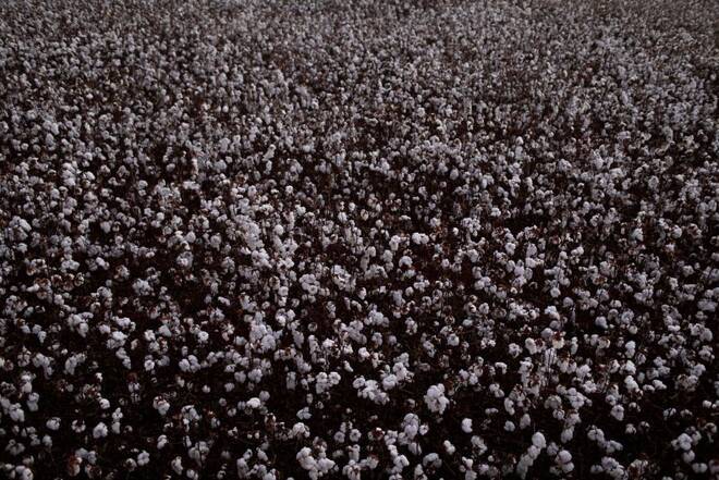 Plantação de algodão no Brasil