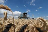 Colheita de trigo nos arredores de Hrebeni, Ucrânia