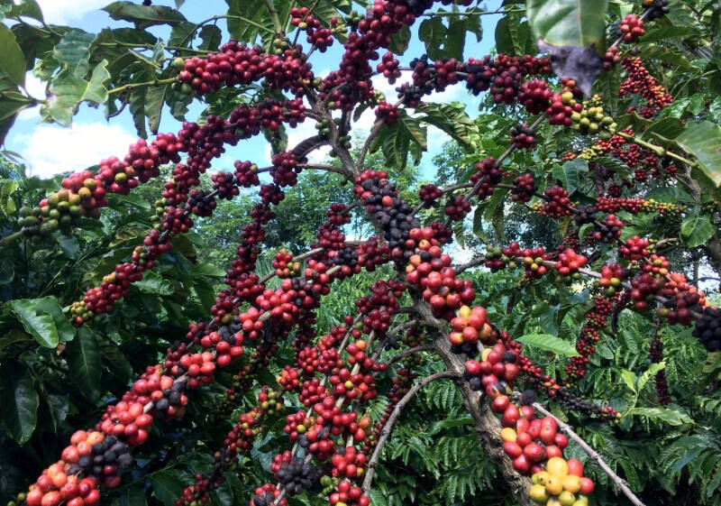 Imagen de archivo de frutos de café robusta en Sao Gabriel da Palha