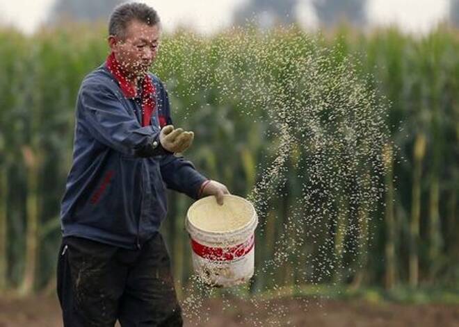 FOTO DE ARCHIVO: Un agricultor planta semillas en un campo de maíz en una granja en Gaocheng, provincia de Hebei, China.