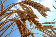 FOTO DE ARCHIVO. Espigas de trigo en un campo en Mykoláiv, al sur de Ucrania