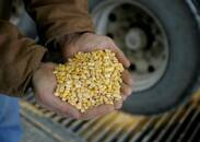 Foto de archivo de granos de maíz en las manos de un agricultor en una granha en Nevada, Iowa