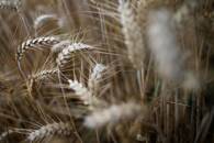 Imagen de archivo de espigas de trigo en un campo no cosechado en Les Sorinieres