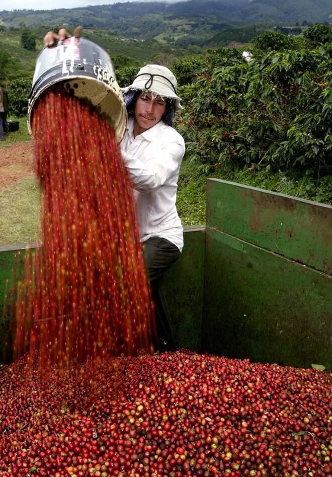FOTO DE ARCHIVO. Trabajador mide granos de café recién cosechados en una plantación en Costa Rica