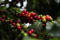 FOTO DE ARCHIVO: Bayas de café se ven en un árbol en la plantación del Instituto Biológico en Sao Paulo