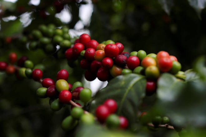 FOTO DE ARCHIVO: Bayas de café se ven en un árbol en la plantación del Instituto Biológico en Sao Paulo