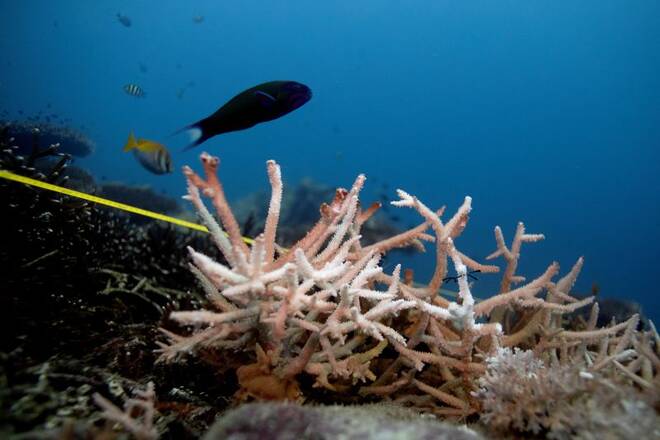 FOTO DE ARCHIVO: Un coral decolorado en el área protegida de Ko Losin