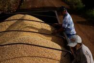 FOTO DE ARCHIVO: Agricultores recogen maíz en una plantación en Maringa