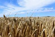FOTO DE ARCHIVO: Campo de cebada en una granja cerca de Moree, una ciudad del interior de Nueva Gales del Sur