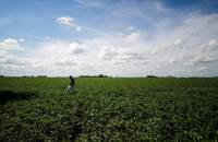 FOTO DE ARCHIVO: Un agrónomo camina en un campo sembrado con soja en la localidad de 25 de mayo, Argentina