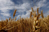 Imagen de archivo de una vista general que muestra los cultivos de trigo que se cosecharán en Arapongas