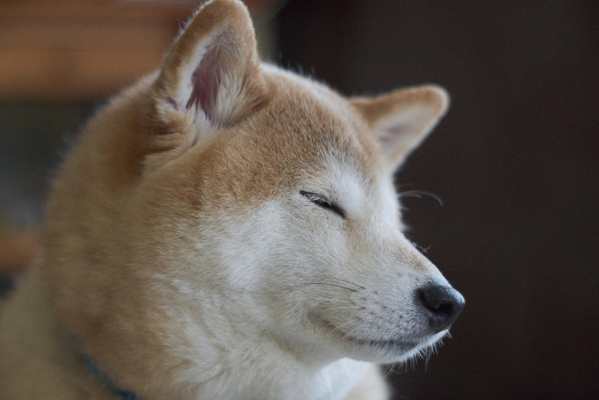 Shiba Inu, Previsioni Crypto: Volatilità Ridotta, il Target di 0,00001$  Sembra Più Vicino | FXEmpire