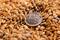 Una moneta in rubli posta sopra diversi semi di grano